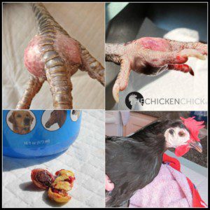 Chicken foot showing bumblefoot infection before and after removal.