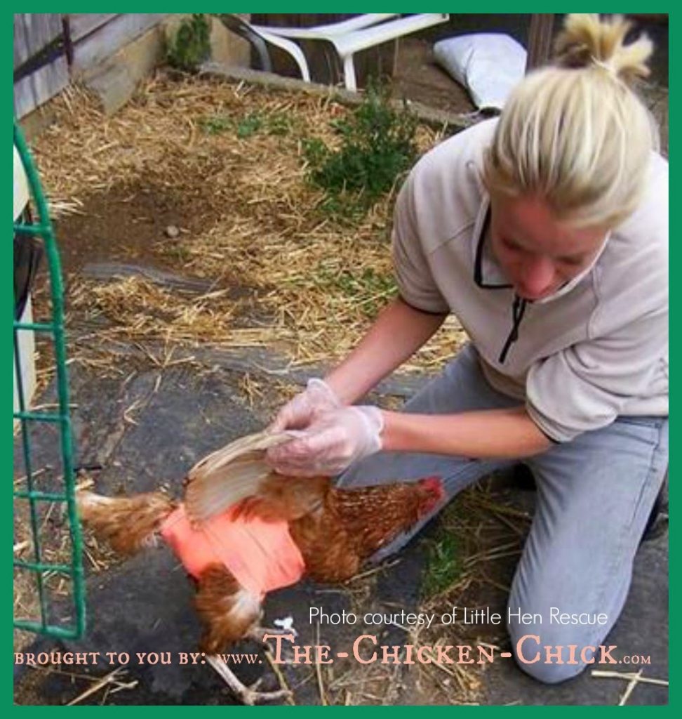 Prolapse Vent In Chickens Causes And Treatment Graphic Photos The Chicken Chick® 6435