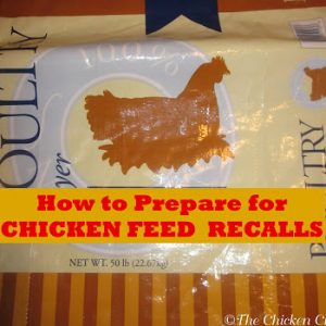 chicken feed feeding treats diet chick preparing recalls safety