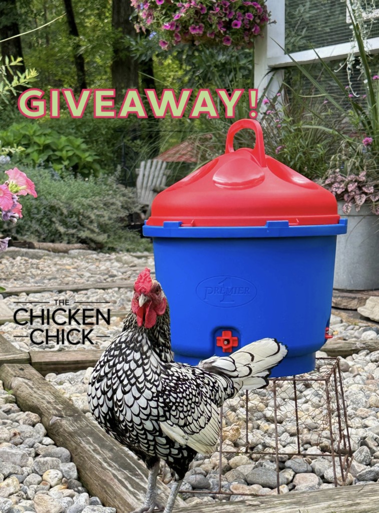 http://the-chicken-chick.com/wp-content/uploads/2012/07/savingPNG-scaled.jpeg