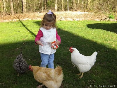 Legalizing Backyard Chickens from a Former Chicken Outlaw Attorney