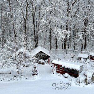 Snowy chicken coops. 