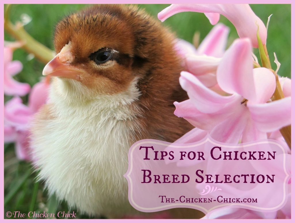 Tips For Selecting Chicken Breeds The Breed I Need The