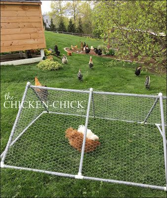 Chicken playpen on sale