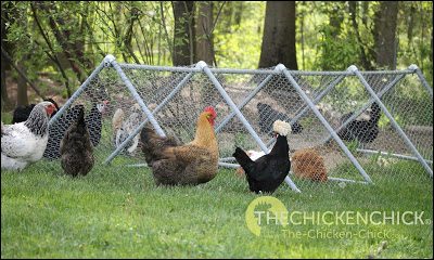 DIY Chicken Playpen Tractor The Chicken Chick