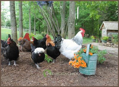 Pam's Backyard Chickens: A Guide to Chicken Feather Types