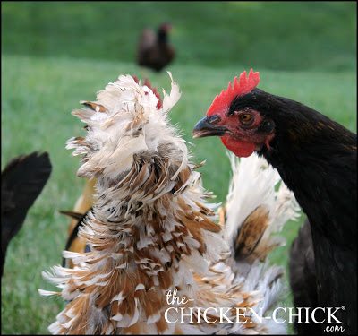 Recognise and Stop Chicken Feather Pecking - Dine a Chook