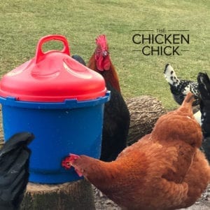 Poultry Nipple Drinker heated