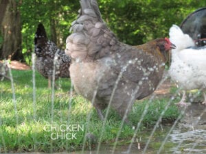 Hens standing in water from a sprinkler in hot weather. | The Chicken Chick®
