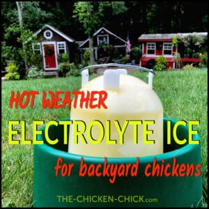 Hot Weather Electrolyte Ice for Backyard Chickens | The Chicken Chick