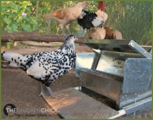 Chicken Treadle Feeder