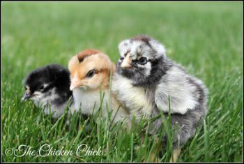 Chicken Math, a Force to be Reckoned With | The Chicken Chick®