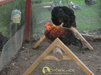Max, one of my original Black Copper Marans roosters. 