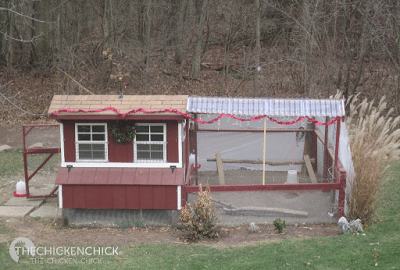 What? You don't decorate your coop and run for Christmas?