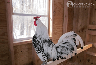Simon, our Silver Spangled Hamburg rooster.