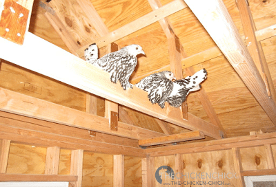 Beware the rafter-roosters. 