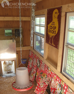 The nest boxes on the right have nest box curtains for the privacy and darkness that laying hens and broody hens appreciate. 