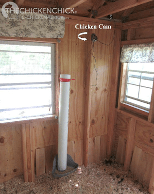 Chicken Cam. Gotta have one. I use the area to the right of the PVC feeder as brooder and grow-out space for chicks.