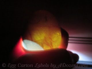 duck egg under flashlight