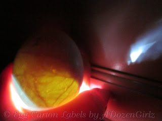 duck egg under flashlight