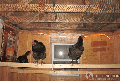As much as they loved it, I decided that rafters were not a good place for my heavy birds, particularly the Black Copper Marans. The sound of the landings from that height made me worry about bumblefoot and other injuries, so I decided we'd put plastic poultry netting on the rafters