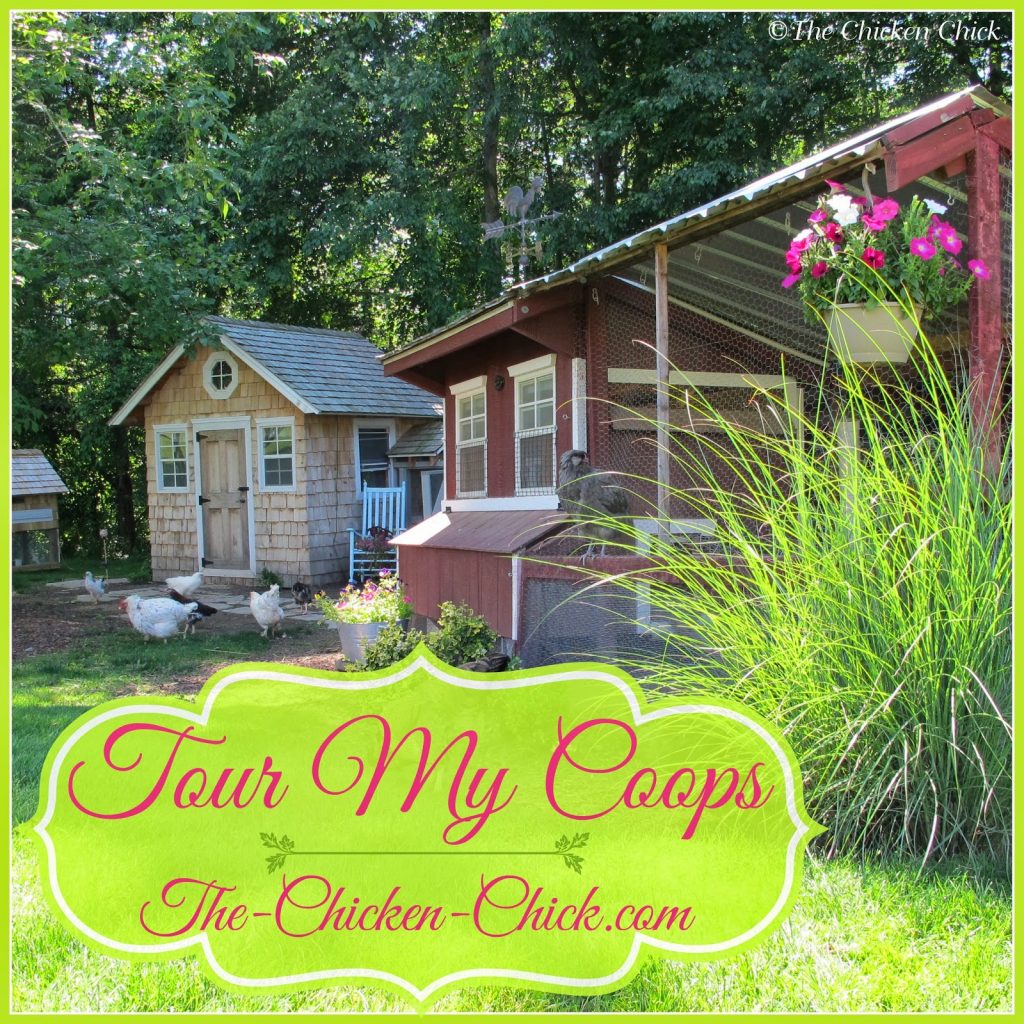 Tour my chicken coops as they have evolved over time