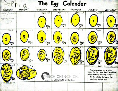 tiny chicken math