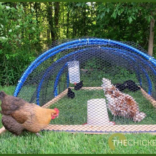 playpen tractor | The Chicken Chick®