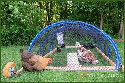 Chicken Tractor for integrating new birds with an existing flock.