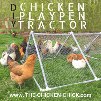 Integrating New Chickens into the Flock: 