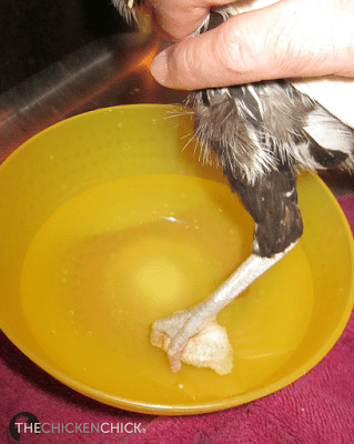Soaking chicken's foot to change dressing after bumblefoot procedure