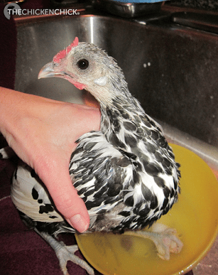 Soaking chicken's foot to remove gauze, which had stuck to foot pad