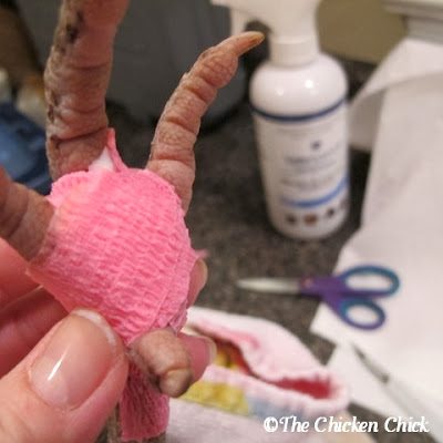 Bandaging chicken's foot after bumblefoot surgery with Vetrap