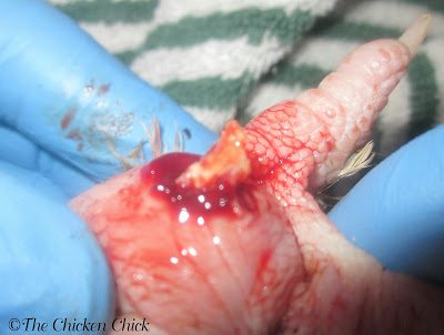 Kernel of infected tissue removed from swollen foot of chicken