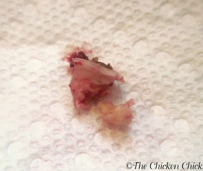 bumblefoot kernel after removal from chicken's foot pad