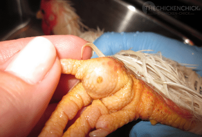 Chicken foot with small scab and slight swelling, indicated bumblefoot