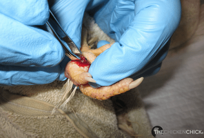 Removal of bumblefoot kernel from chicken's foot pad