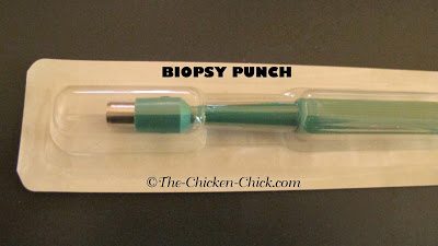 biopsy punch for bumblefoot treatment
