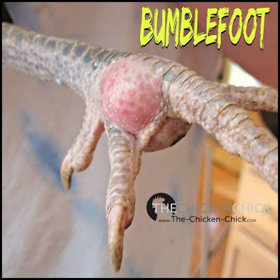 Bumblefoot results when the skin of the foot is compromised in some way, allowing bacteria to invade the foot, causing infection. Broken skin allows bacteria (e.g.: staphylococcus) to get inside the foot, which leads to a pus-filled abscess.