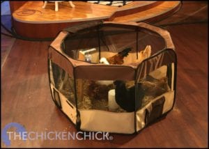 Puppy playpen makes a great temporary chicken house