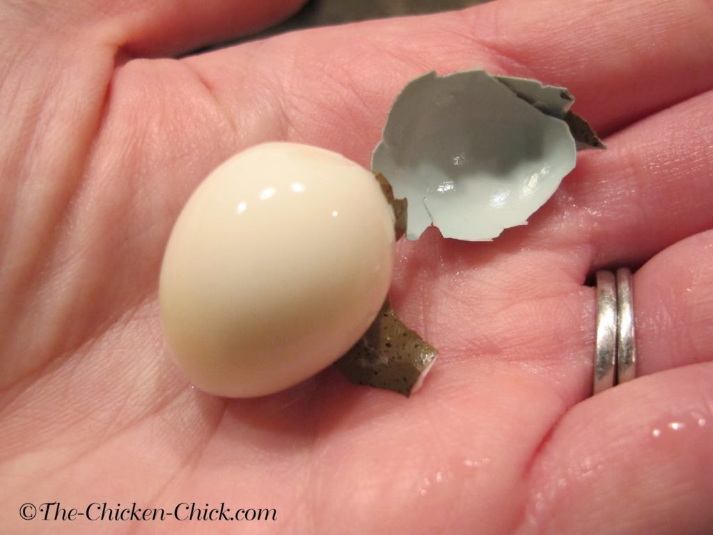 quail egg peels easily after steaming and an ice bath