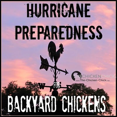 Hurricane Preparedness for Backyard Chickens.