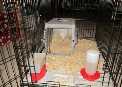 dog crate chicken coop