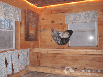 The amount of light is not critical, it should just be enough to allow the hens to see inside the coop. I have an 8 x8' coop and I use a 6 foot, incandescent rope light above the roosts, which is enough to simulate sunrise. In my 4'x6' coop, I use a small string of Christmas lights in the coop and, since we have an electronic pop door opener, I hang strings of Christmas lights around the run and set the pop door to open when the lights turn on. Festive and functional!