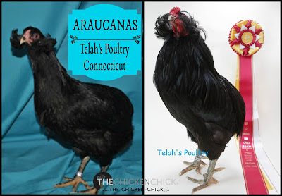 Araucanas are blue egg layers with yellow skin, no tails, no beards and no muffs. Araucanas possess ear tufts, which are feathers that grow from a slender, fleshy flap just below the ear. 