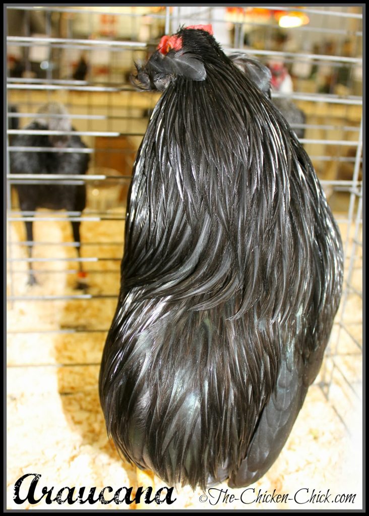 This Araucana rooster is rumpless and double tufted. 