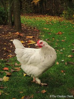 Some chicken-keepers view the change of seasons as a good time for the girls to 