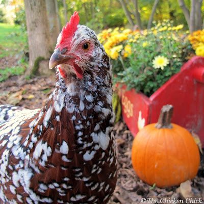 As summer winds down and daylight hours grow shorter, the egg basket will begin to feel a little lighter. A seasonal drop in egg production is an expected, hormone-driven response to decreased light in autumn and winter. Many chicken-keepers encourage egg-laying in the autumn and winter by providing supplemental light in the coop, which is safe and effective. 