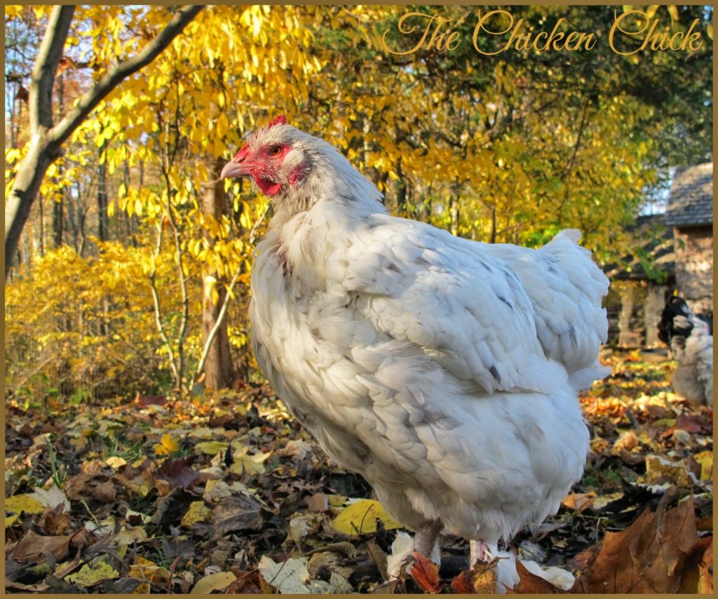 Setting a light on a timer that turns on in the early morning hours is the recommended method for lighting the coop. To allow 14-16 hours of light in the day, calculate backwards from sunrise to determine how many hours the light should be on.