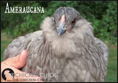Ameraucanas lay blue eggs. Other traits include a pea comb, white skin, full tails, muffs and beards (always together), and slate or black legs; they have no ear tufts. www.The-Chicken-Chick.com